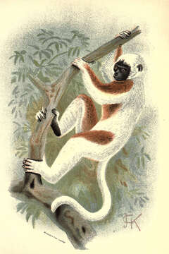 Sivun Propithecus coquereli (Grandidier 1867) kuva