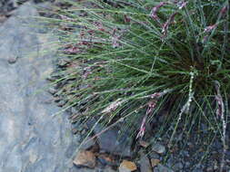 Image of Tufted Hair-grass