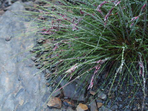 Image of Tufted Hair-grass