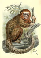 Image of Ornate Titi Monkey