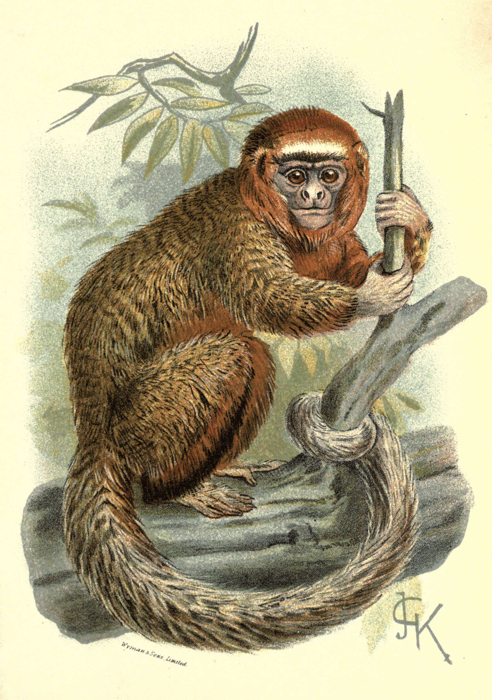 Image of Ornate Titi Monkey