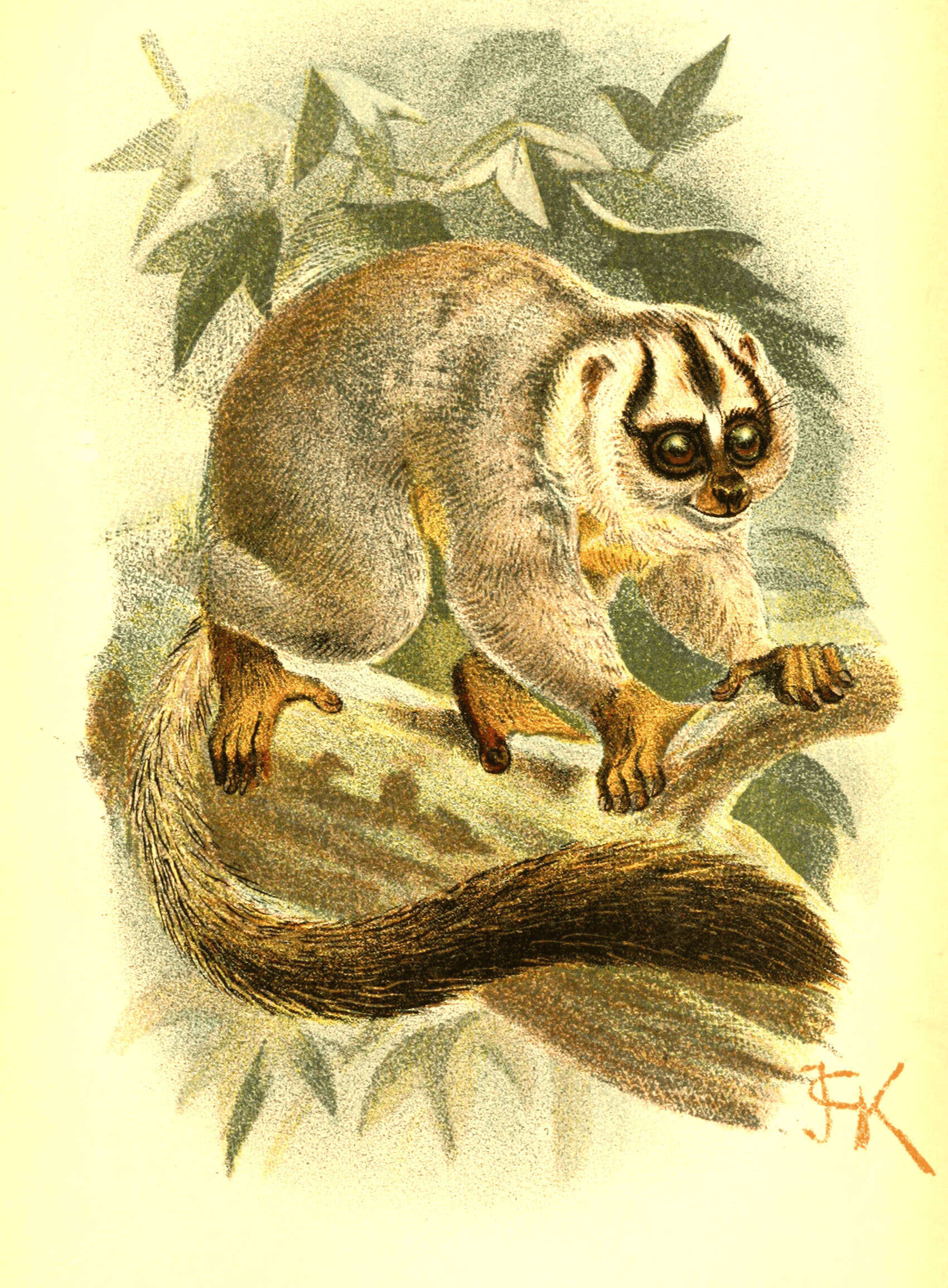 Image de Aotus vociferans (Spix 1823)