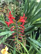 Image of Crocosmia Planch.