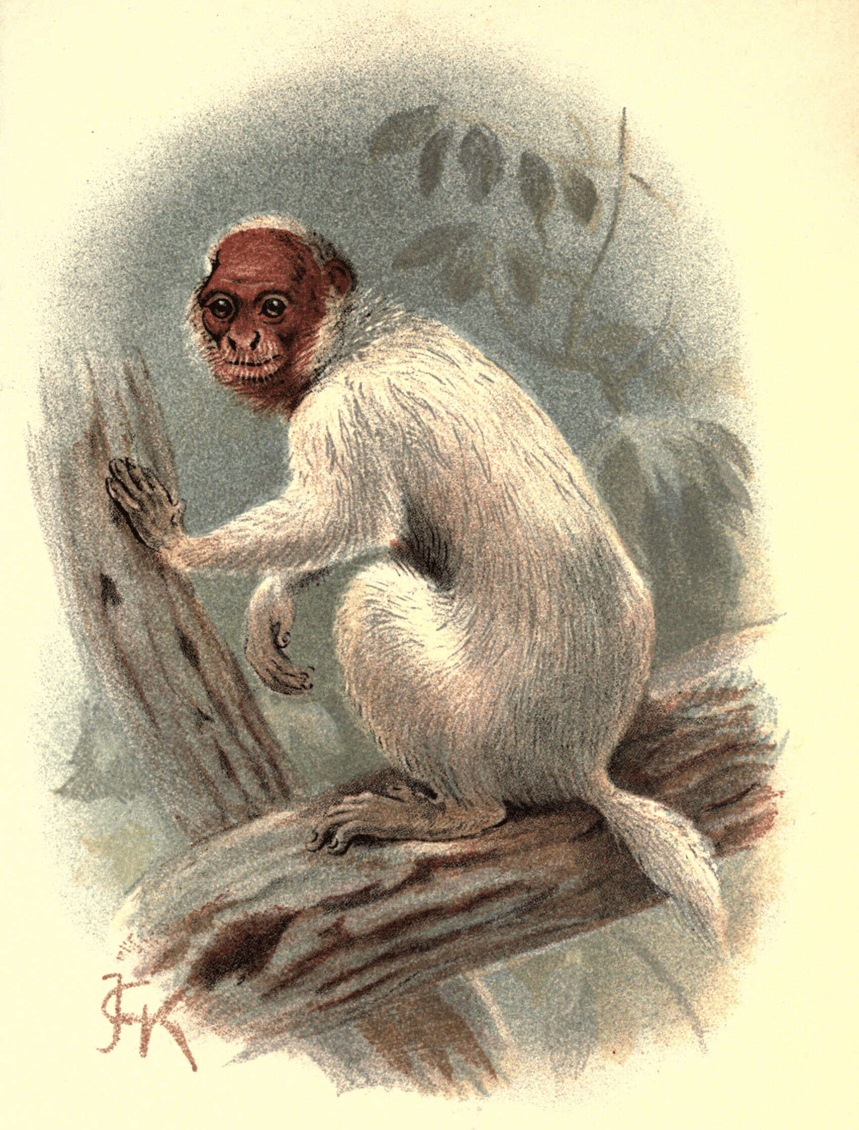 Image of Uakari