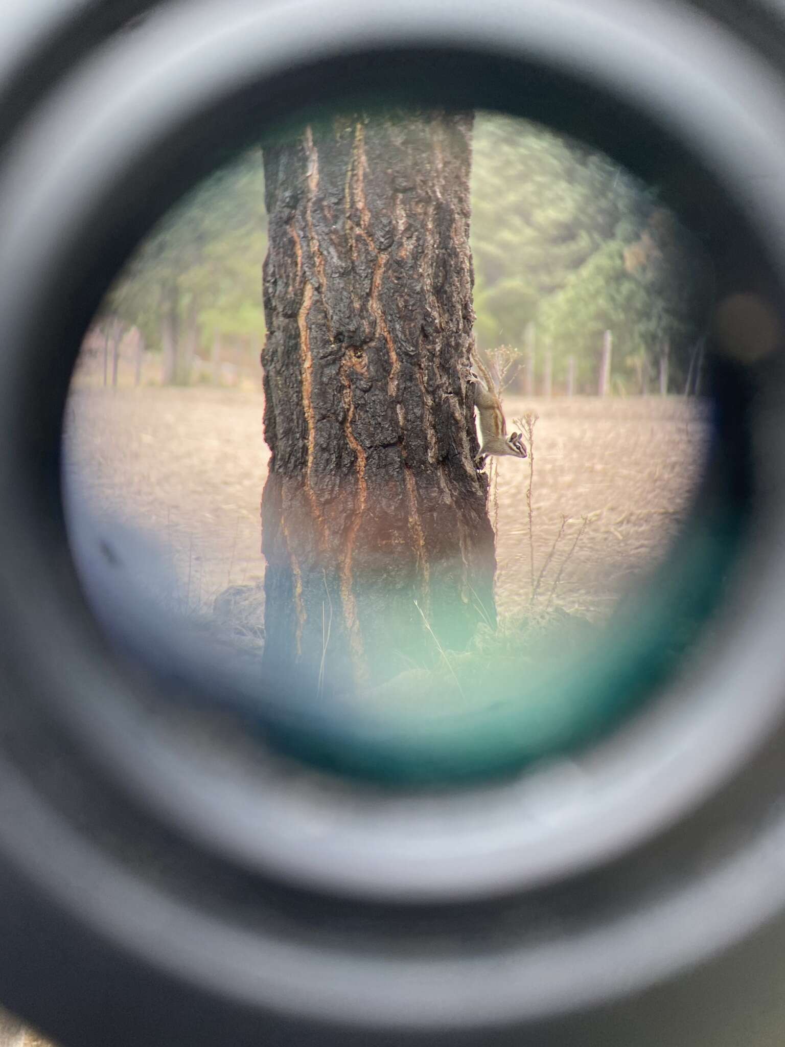 Image of Durango Chipmunk