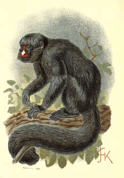 Image of Red-nosed Bearded Saki