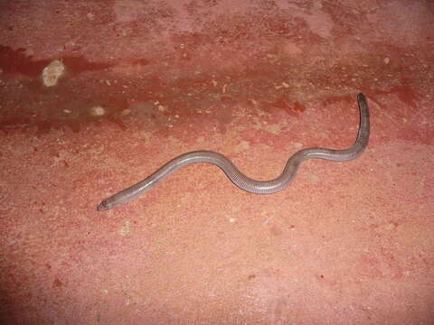 Image of Mertens'  Worm Lizard