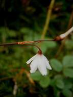 Слика од Acis autumnalis (L.) Sweet