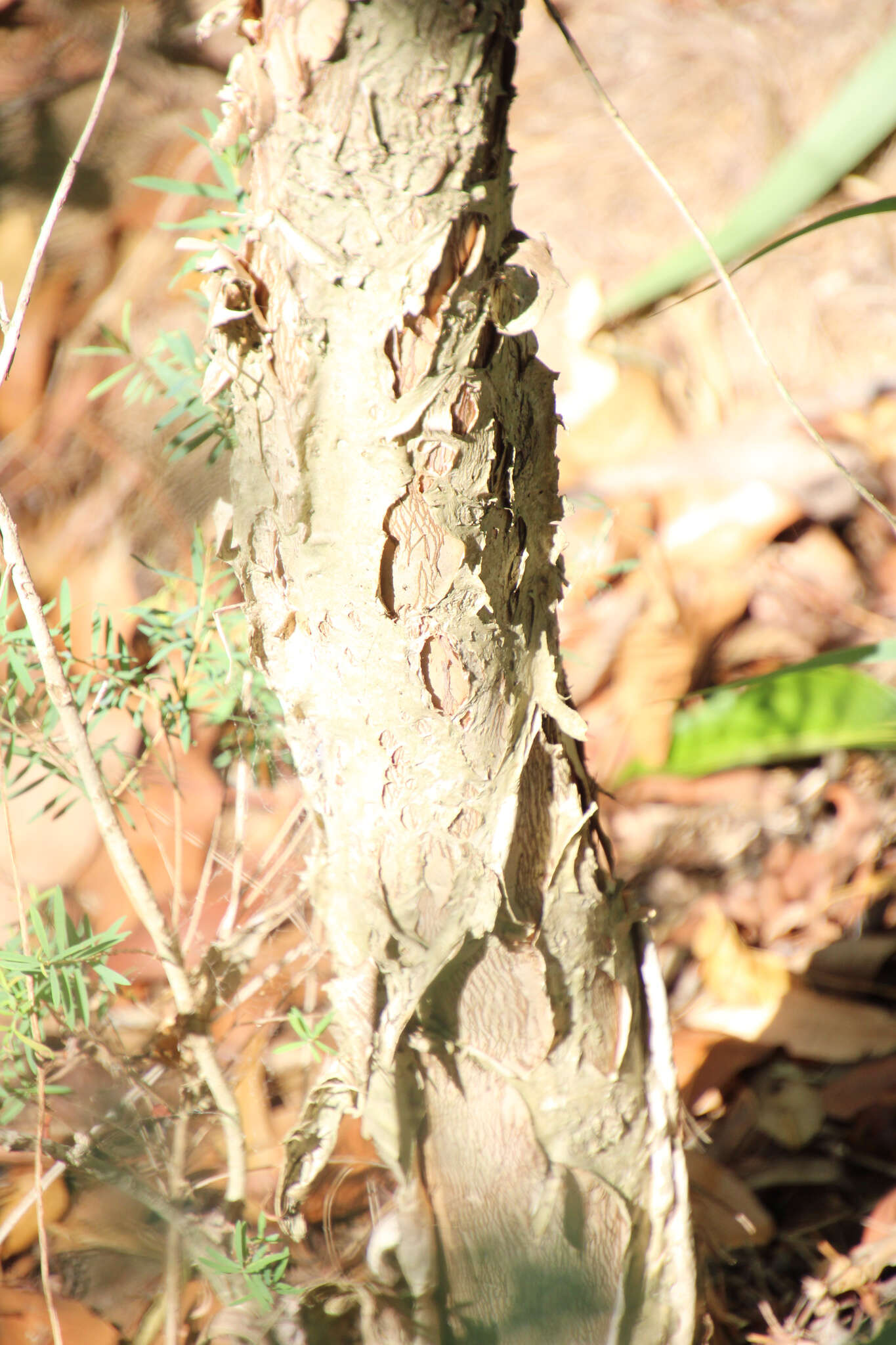 Image of cajeput tree