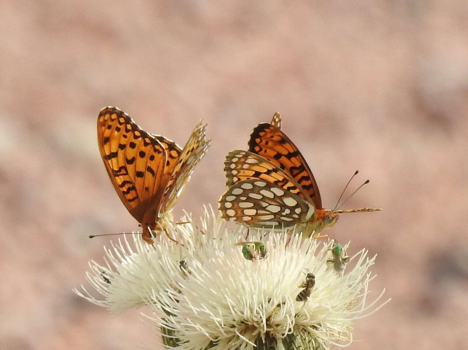 Image of Edwards' Fritillary