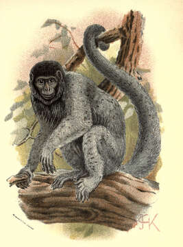 Image of atelid monkeys