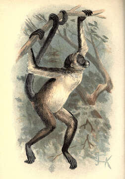 Image of atelid monkeys