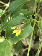 Scaevola enantophylla F. Müll. resmi