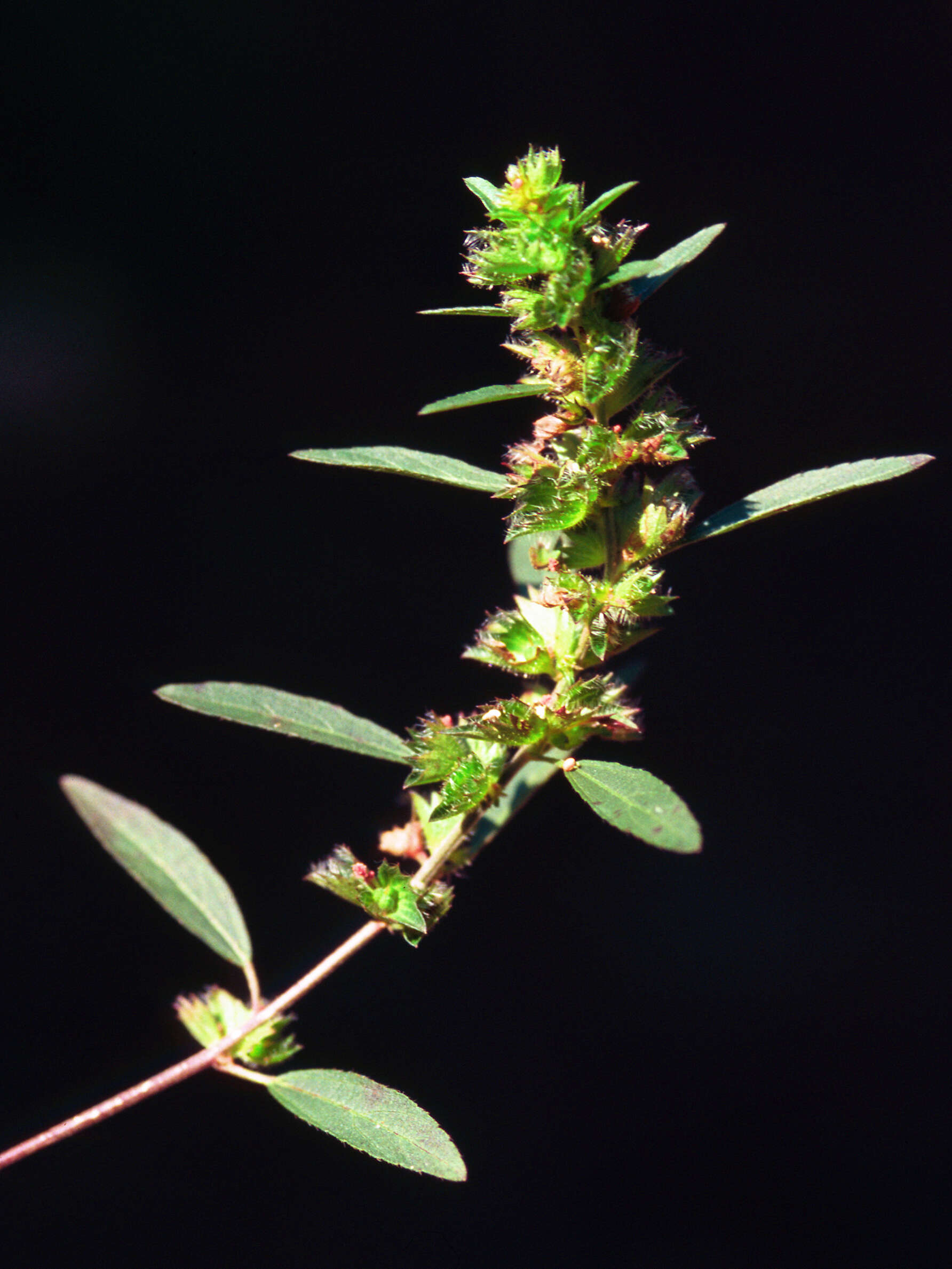 Image of Shortstalk Copperleaf