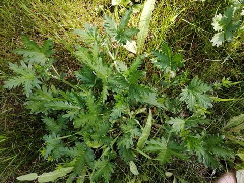 Image of Potentilla conferta Bunge