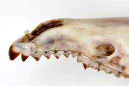 Image of Equal-toothed shrew