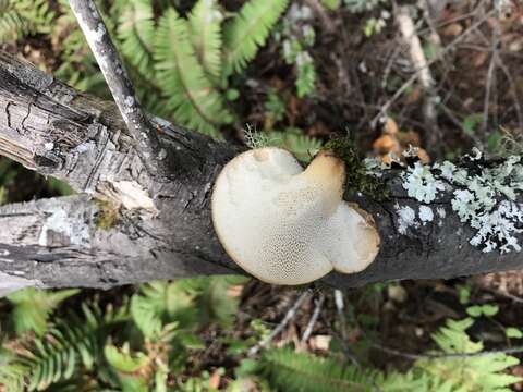 صورة Polyporus tuberaster (Jacq. ex Pers.) Fr. 1821