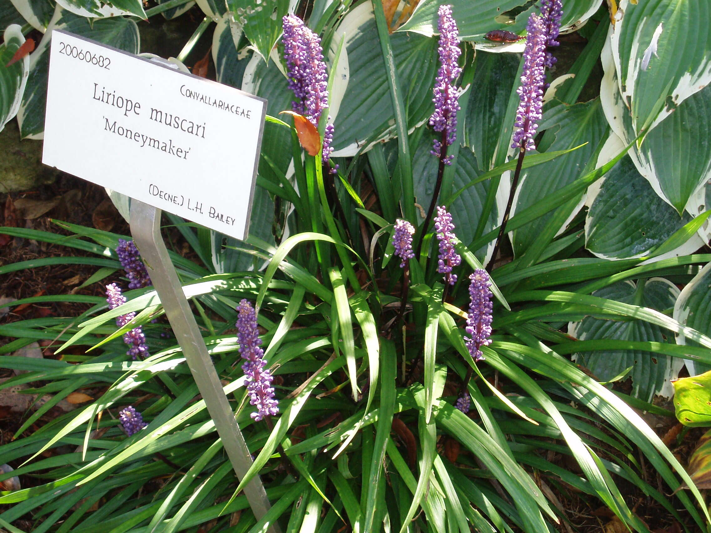 Image of Big blue lilyturf'