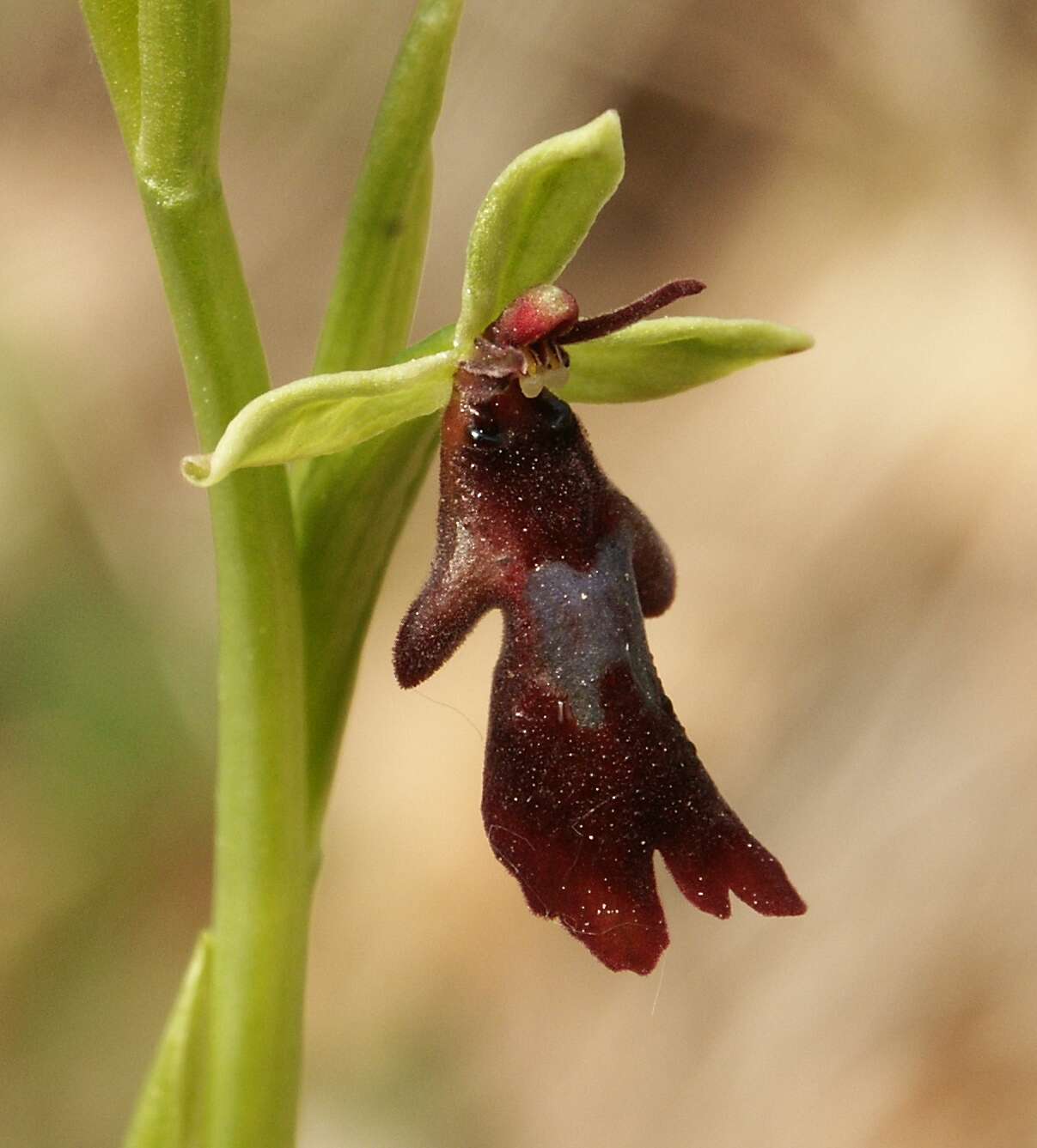 Image of Fly orchid