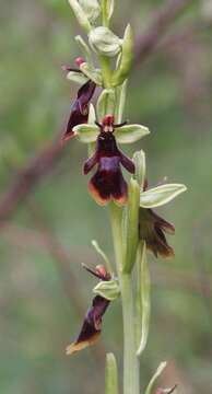 Image of Fly orchid