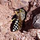 Image of Trichostictia brunneri J. Parker 1929