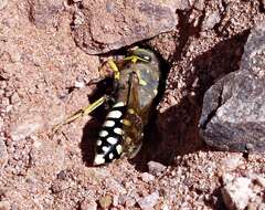 Image of Trichostictia J. Parker 1929