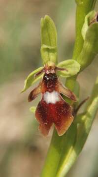 Image of Fly orchid