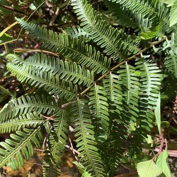 Sivun Pteris linearis Poir. kuva