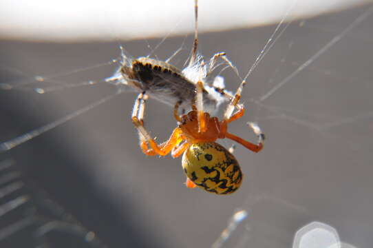 Image of Angulate & Roundshouldered Orbweaver