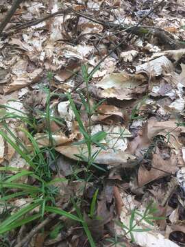 Plancia ëd Galium uniflorum Michx.