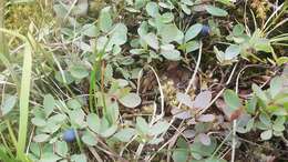 Image of alpine bilberry