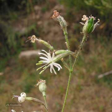 Слика од Silene nutans subsp. nutans