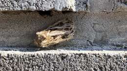 Image of Agrotis obesa Boisduval 1829