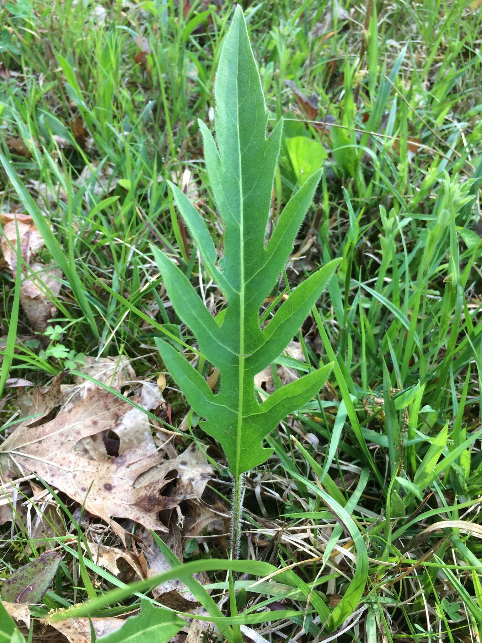 Silphium terebinthinaceum var. pinnatifidum (Ell.) A. Gray resmi