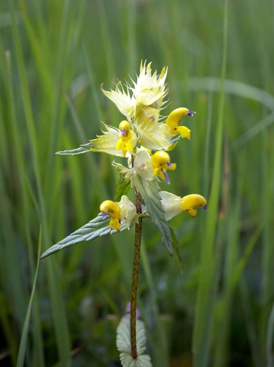 Image of Rhinanthus glacialis Personn.