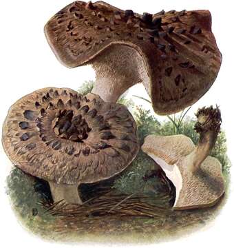 Image de Sarcodon imbricatus (L.) P. Karst. 1881