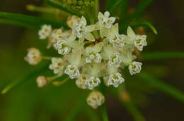 Image of whorled milkweed