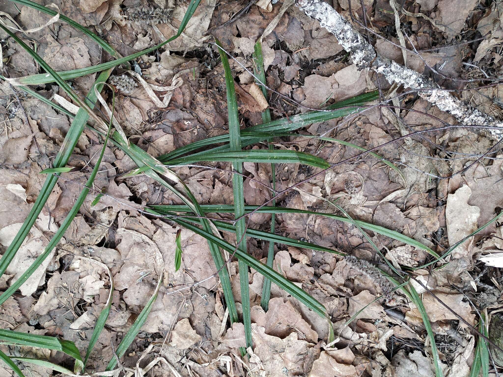 Image of Carex pilosa Scop.