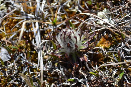 Слика од Pedicularis lanata Willd. ex Cham. & Schltdl.