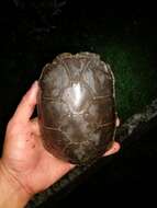 Image of Herrara’s Mud Turtle