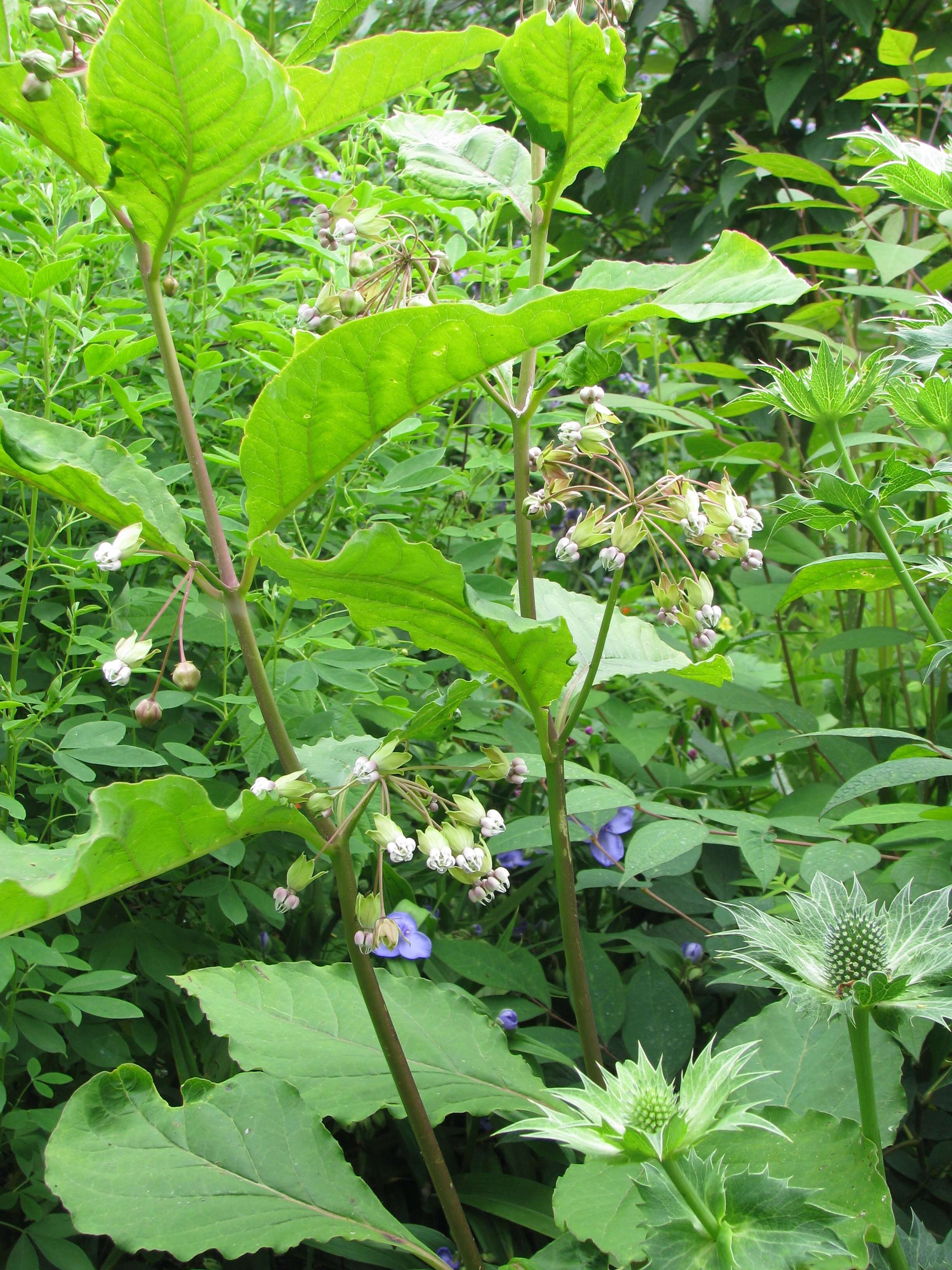 Слика од Asclepias exaltata L.