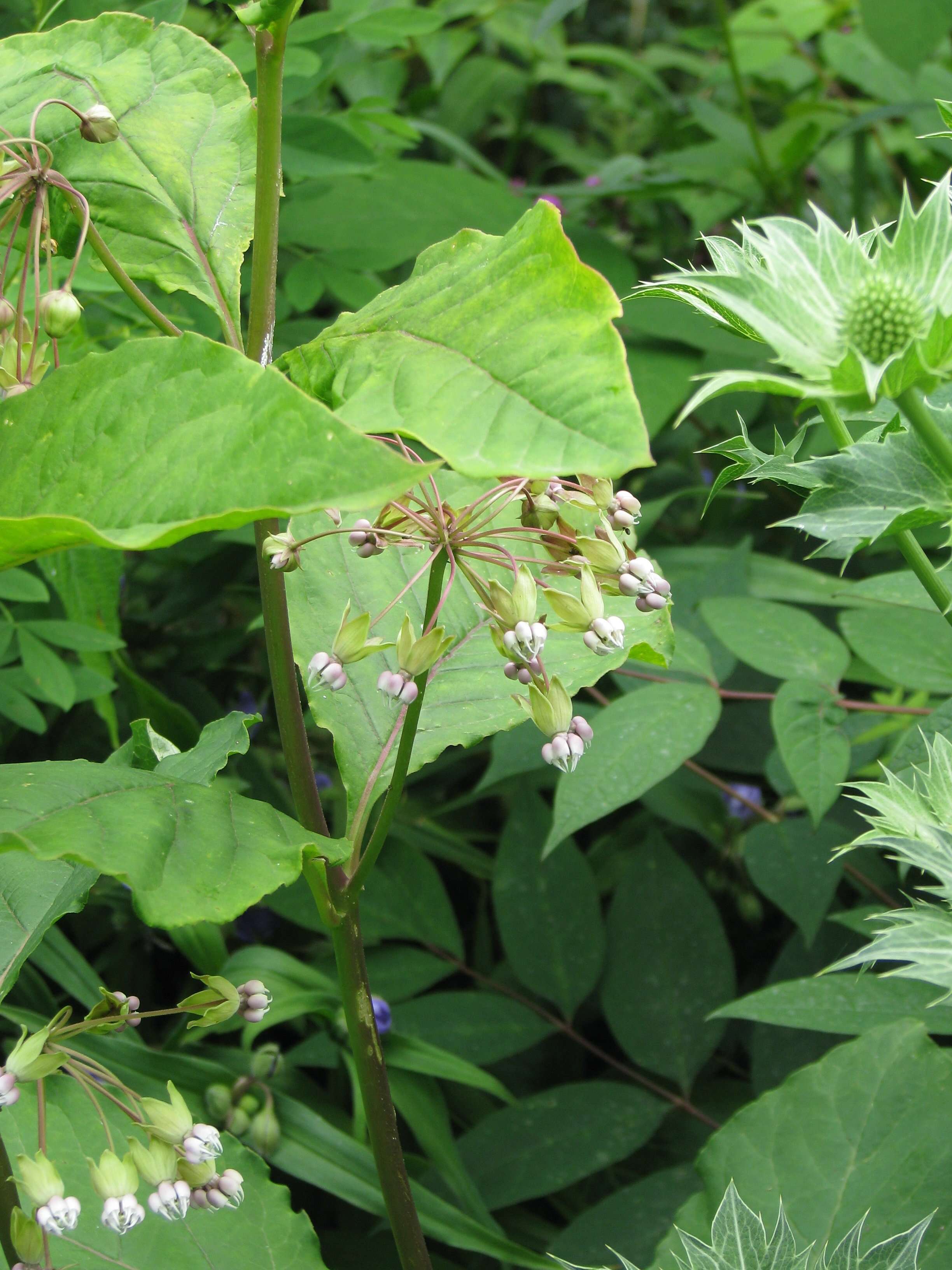 Слика од Asclepias exaltata L.