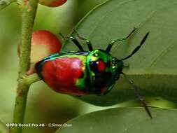 Image of Chrysocoris Hahn 1834