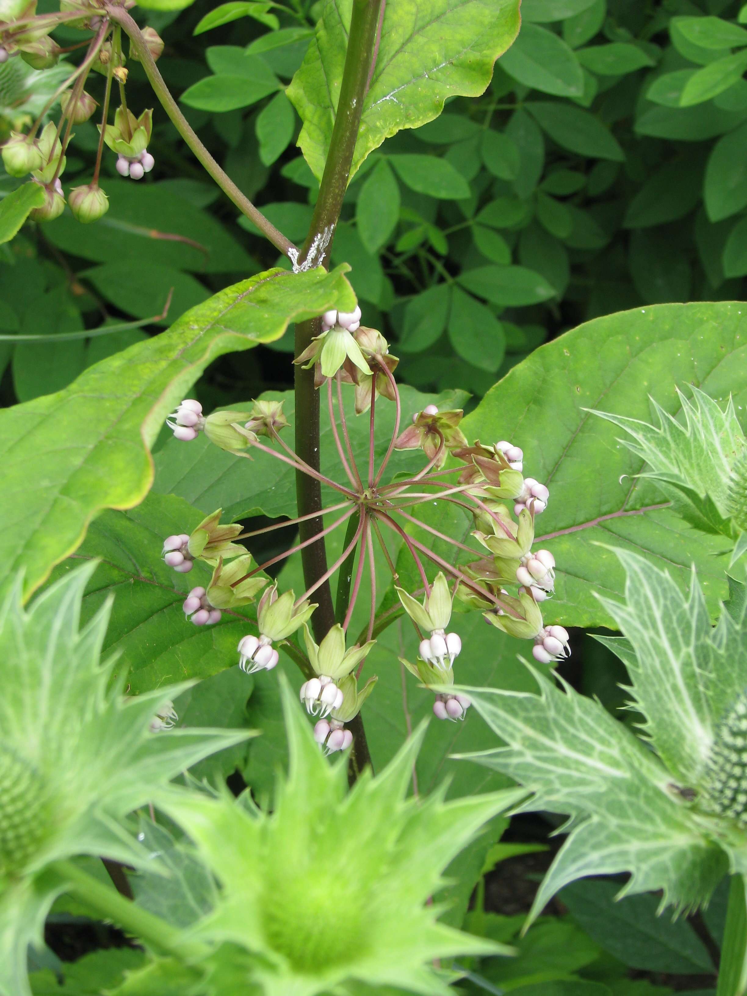 Слика од Asclepias exaltata L.