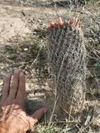 Image of Coryphantha potosiana (Jacobi) Glass & R. A. Foster