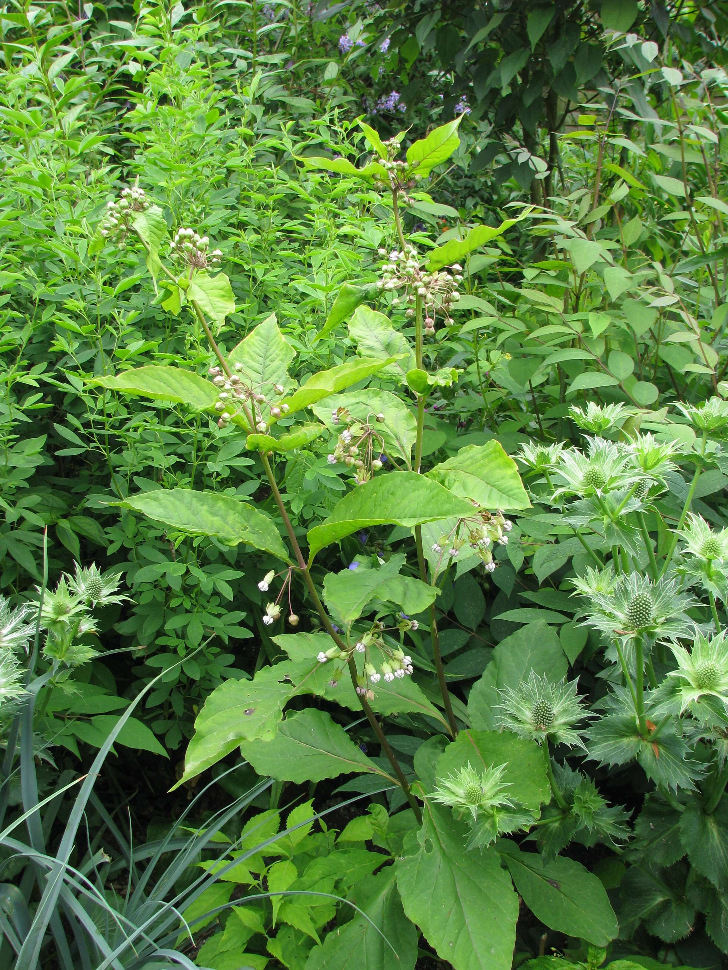 Слика од Asclepias exaltata L.