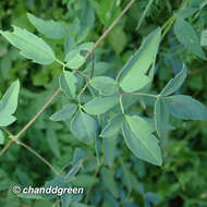 Image of Clematis intricata Bunge