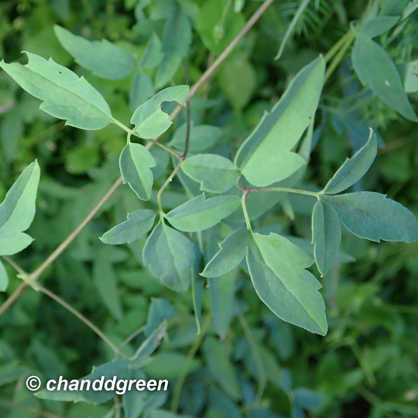 Image of Clematis intricata Bunge