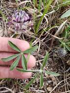 Psoralea scaposa (A. Gray) J. F. Macbr. resmi