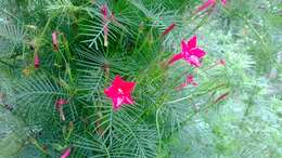 Image of Cypress Vine